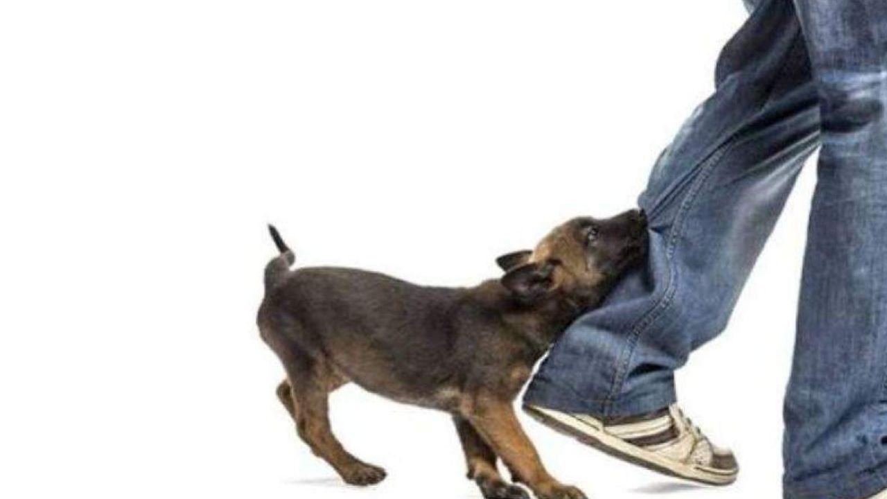 ঈদের খুশিতে বিষাদ: সদরপুরে পাগলা কুকুরের কামড়ে শিশুসহ আহত ১৬