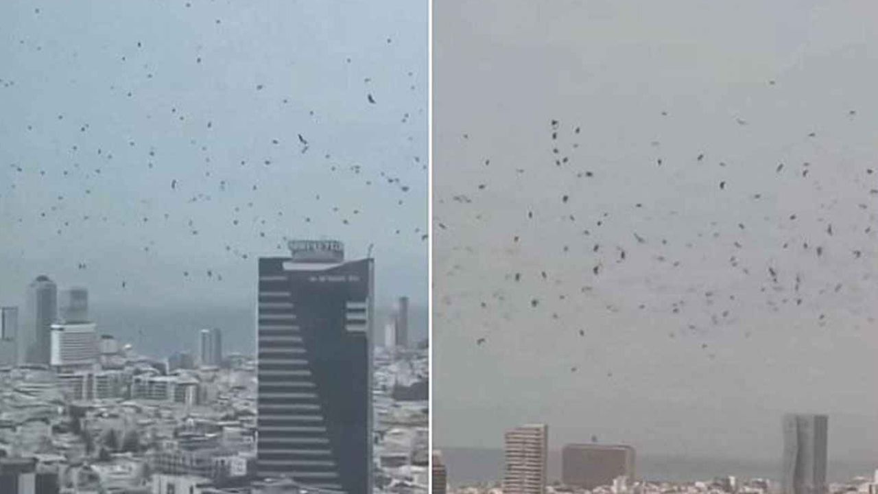 তেলআবিবের আকাশে হাজারো কাকের আনাগোনা নিয়ে ঘনীভূত রহস্য