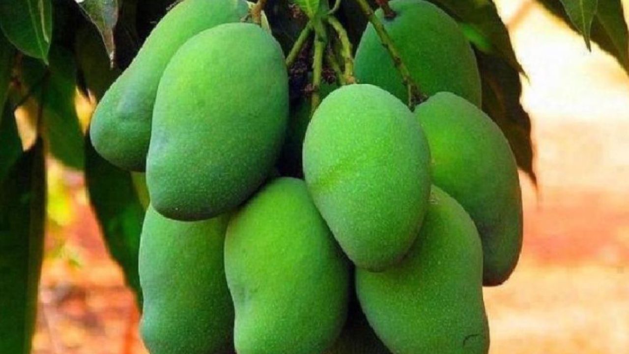 অসহ্য গরমে হিট স্ট্রোকের ঝুঁকি কমাতে পারে কাঁচা আম