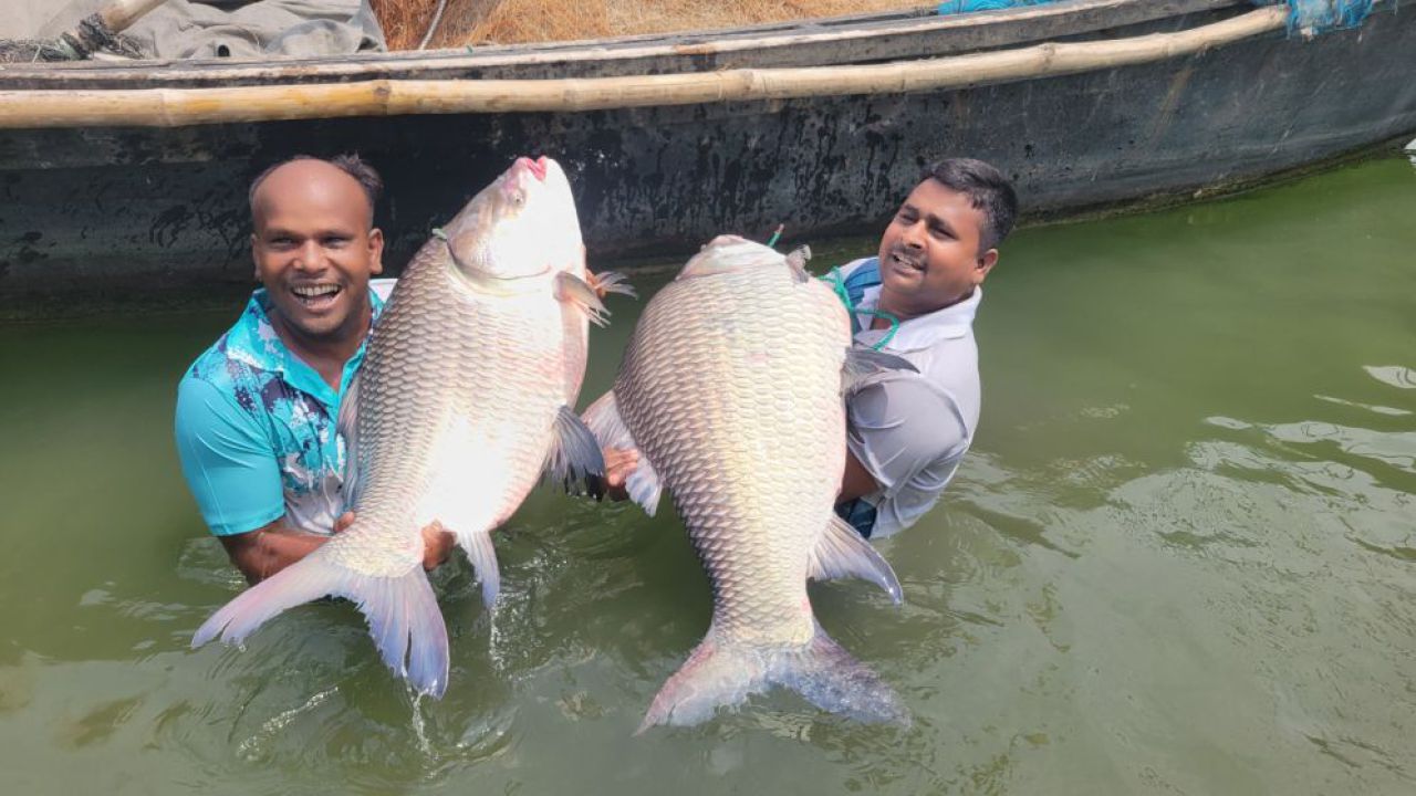 পদ্মার দুই কাতল বিক্রি হলো ৮৬ হাজার ৭০০ টাকায়