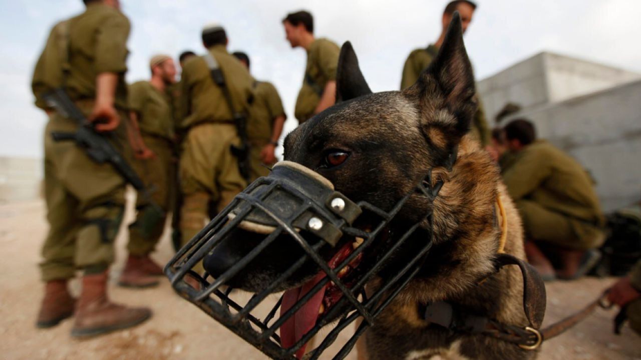 ইসরাইলের কারাগারে কুকুর লেলিয়ে দিয়ে ফিলিস্তিনি বন্দিদের ধর্ষণ!