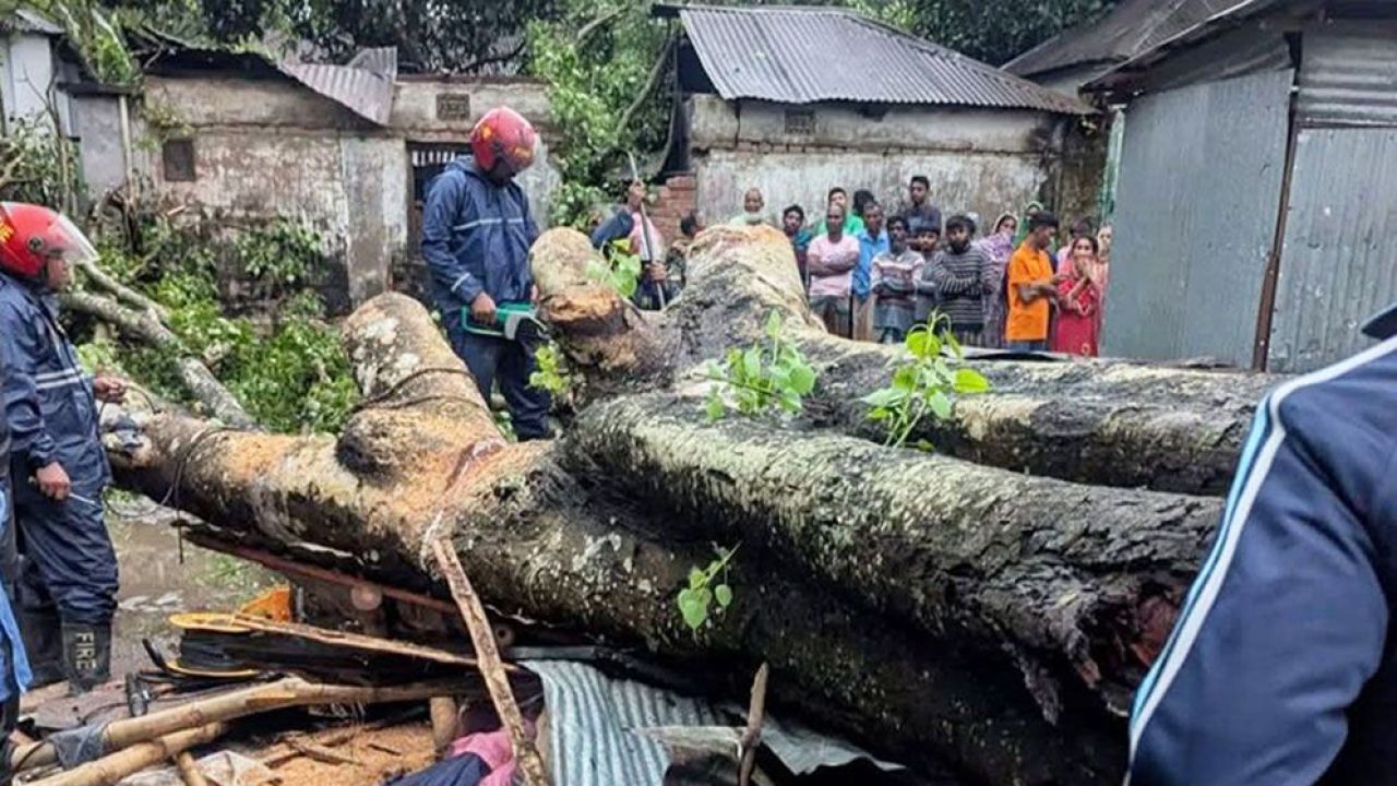 বগুড়ায় কালবৈশাখী ঝড়ে গাছচাপায় পানের ব্যবসায়ীর করুণ মৃত্যু