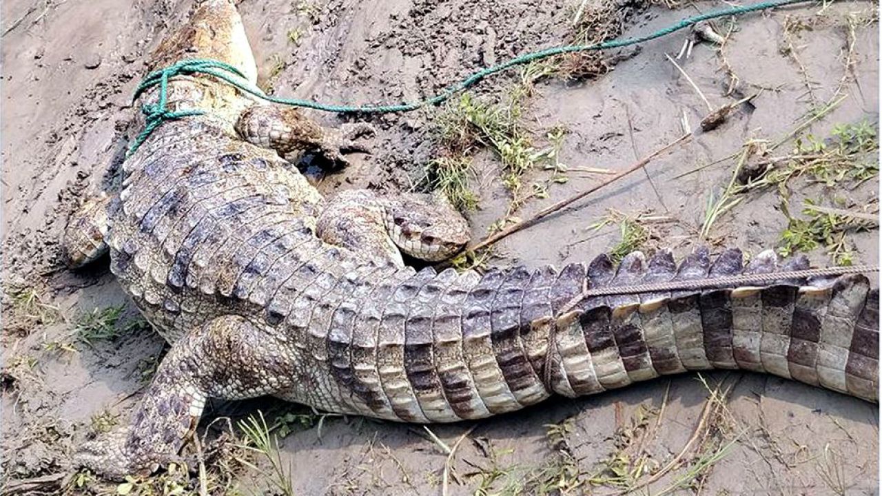 পদ্মায় জেলের বড়শিতে ধরা পড়ল বিশাল বিলুপ্তপ্রায় কুমির