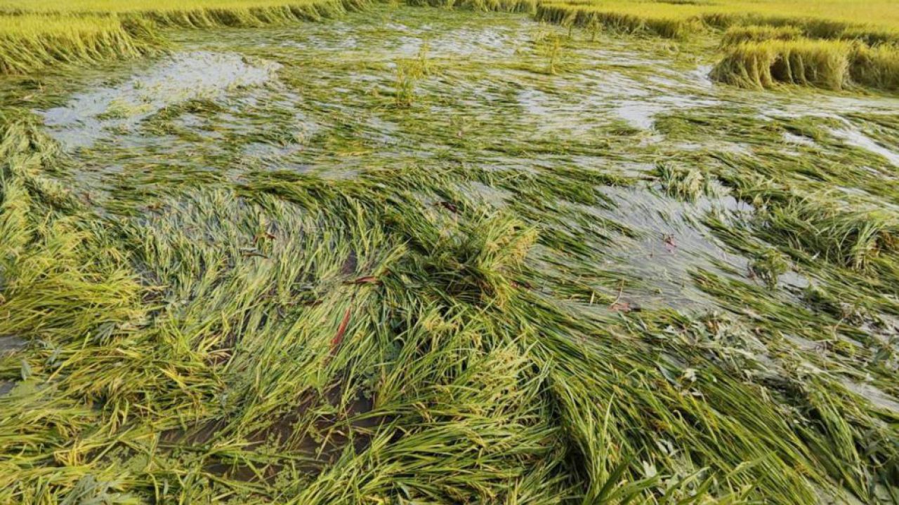 চিলমারীতে ভারি বর্ষণে বোরো ধান নিমজ্জিত: বিপাকে ১২ হাজার কৃষক