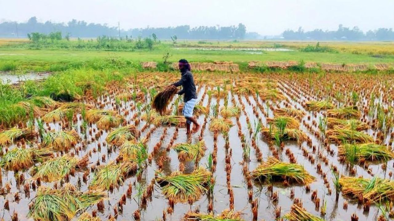 জলাবদ্ধতায় লাকসামে কৃষকের স্বপ্নভঙ্গ: দিশেহারা চাষীরা