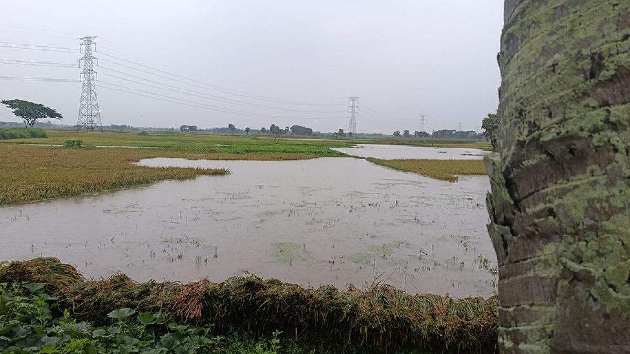 পাকুন্দিয়ায় টানা বৃষ্টিতে তলিয়ে গেছে ২৫ হেক্টর বোরো ধান