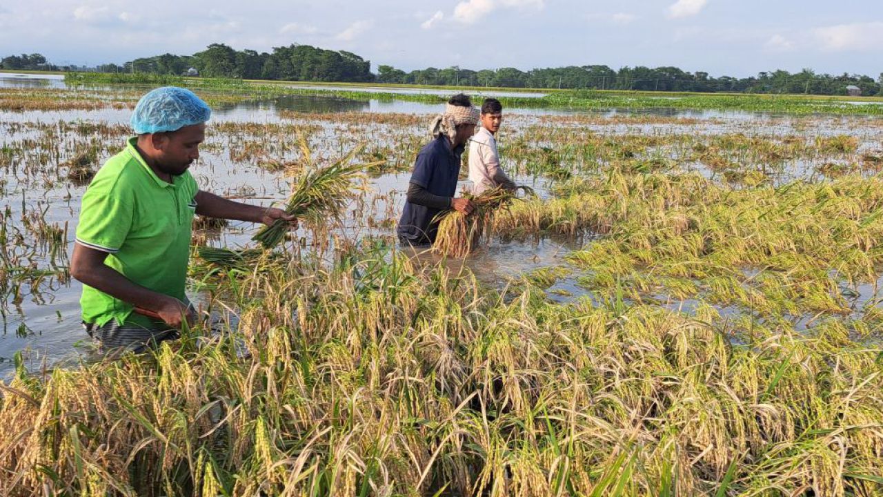 পাহাড়ি ঢলে ভাসছে নেত্রকোনার হাওরের পাকা ধান