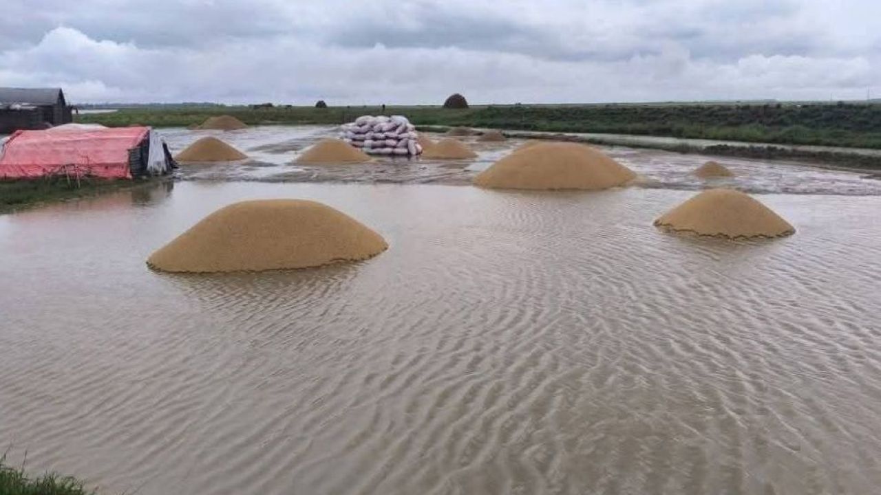 পাহাড়ি ঢলে ভাসছে হাওড়: দিশেহারা বোরো চাষি