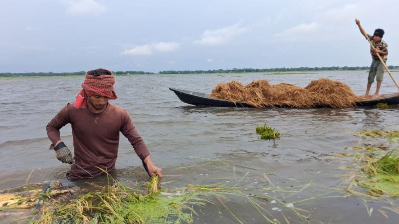 উজান থেকে আসা ঢল ও বৃষ্টিতে ডুবছে হাওড়ের স্বপ্ন: নেত্রকোনায় কৃষকের হাহাকার