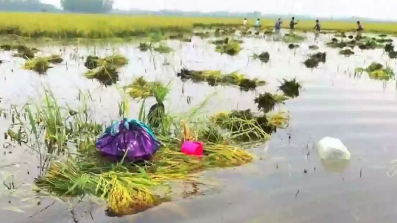 জমিতে পাকা ধান তলিয়ে যাওয়ায় কৃষকের মৃত্যু