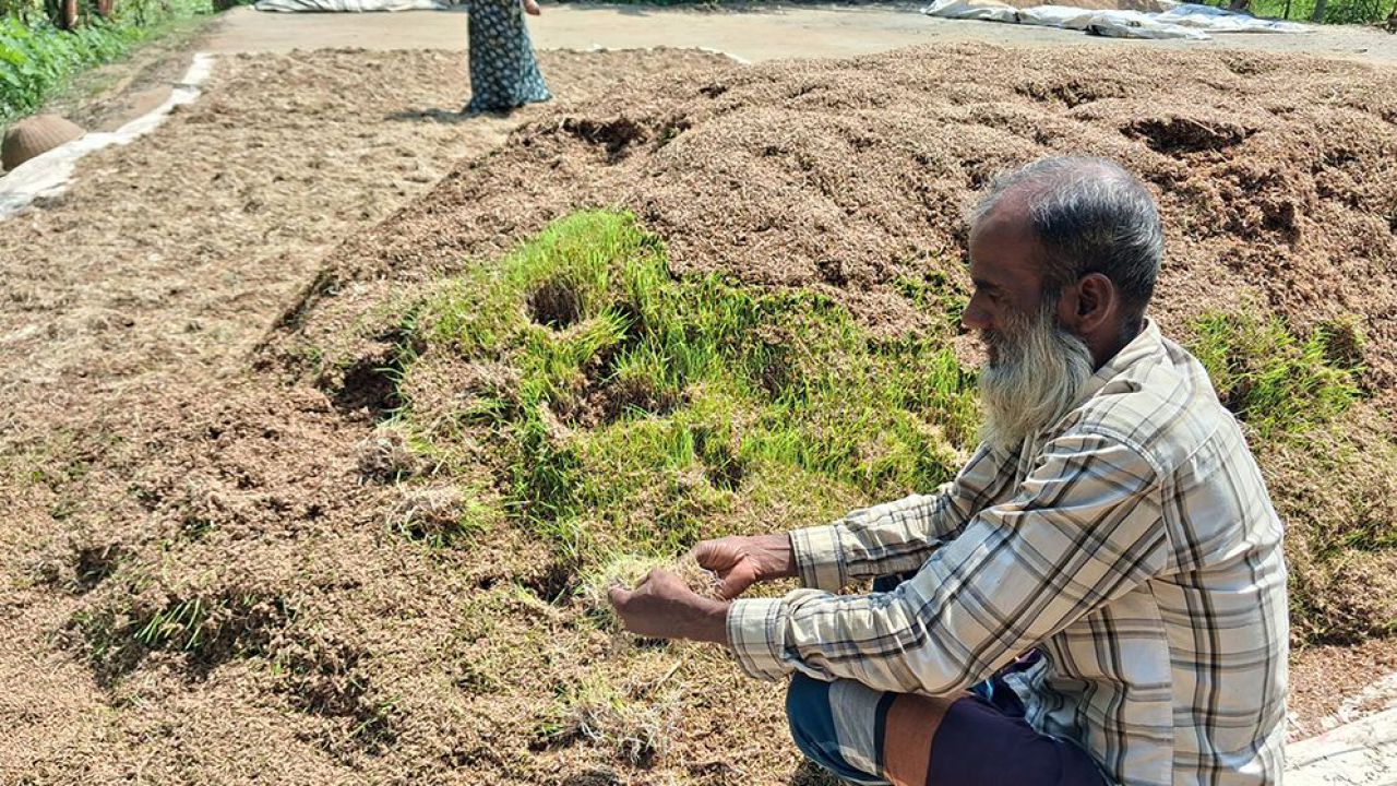 নেত্রকোনায় পাহাড়ি ঢলে ৩১৩ কোটি টাকার ফসলের ক্ষতি