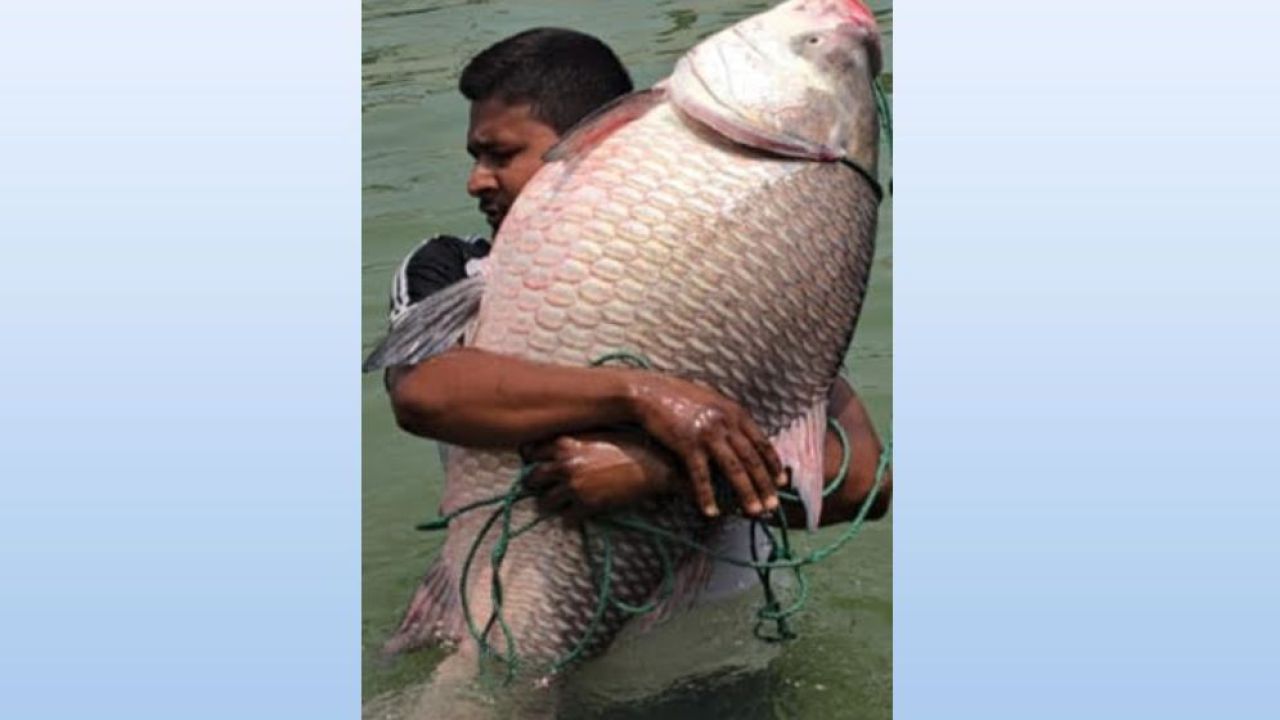 পদ্মার দৈত্যাকার কাতল বিক্রি হলো ৫৭ হাজারে