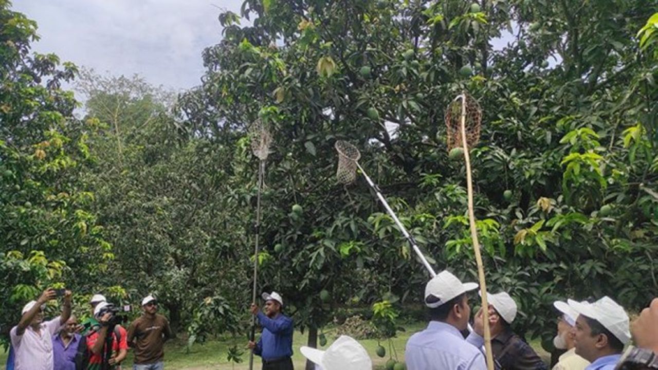 সাতক্ষীরায় আম সংগ্রহ শুরু ও উৎসবের আমেজ