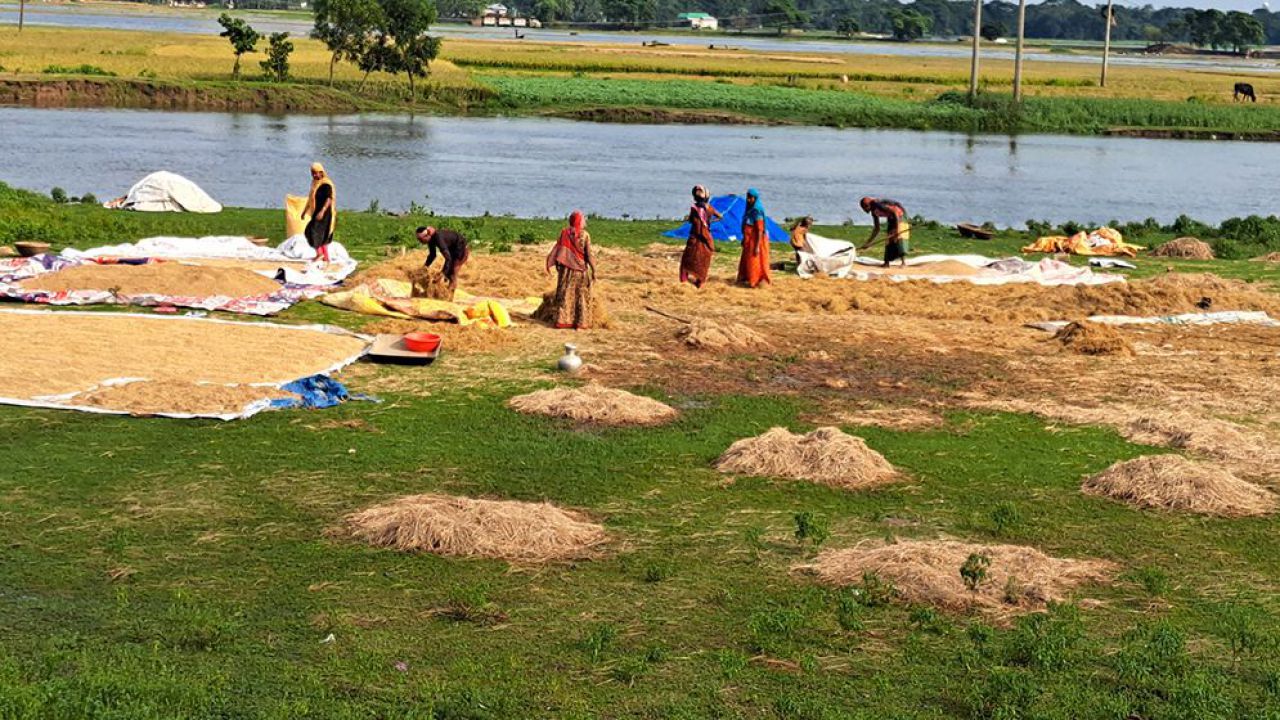 নেত্রকোনায় রোদের হাসি: ধান শুকাতে ব্যস্ত হাওড়ের কৃষক