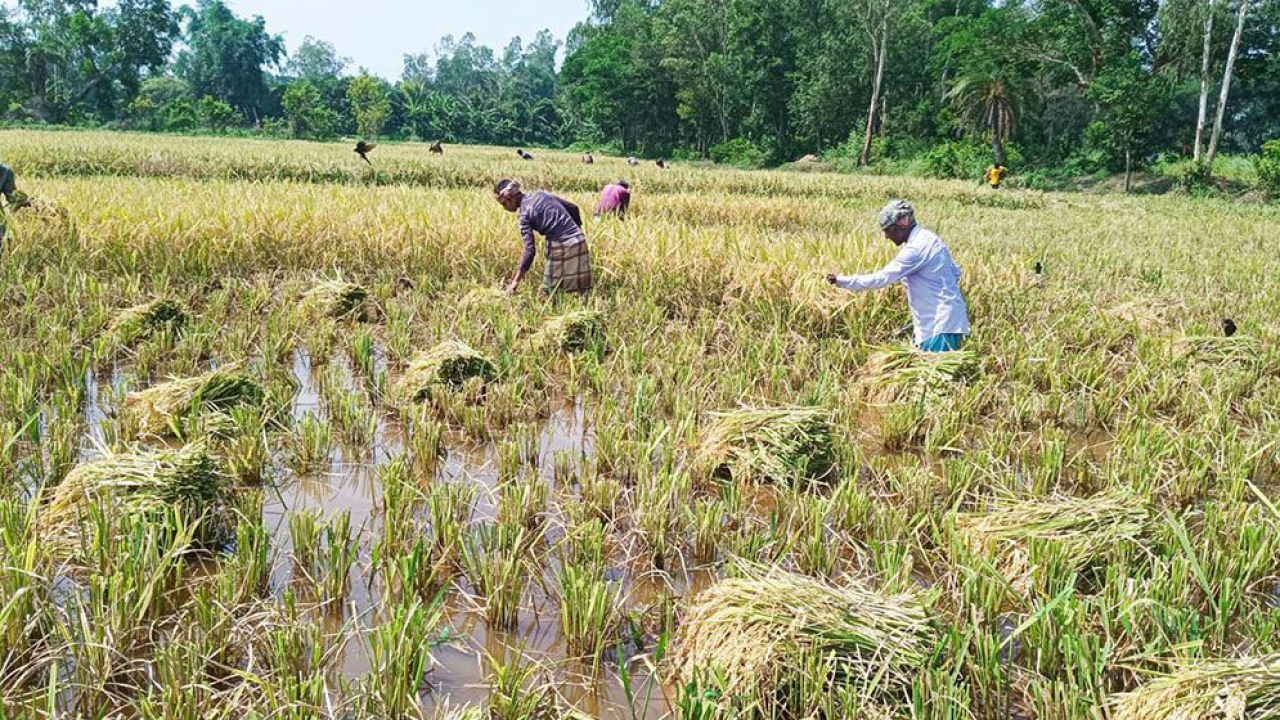 মীরসরাইয়ে জোঁকের আতঙ্কে ধান কাটতে পারছেন না কৃষকরা