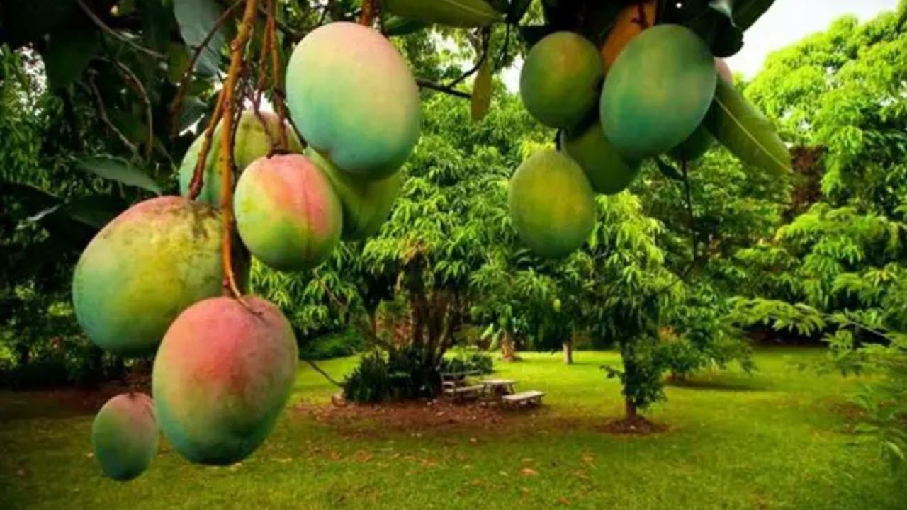 বাজার থেকে রাসায়নিকমুক্ত ভালো আম চেনার উপায়