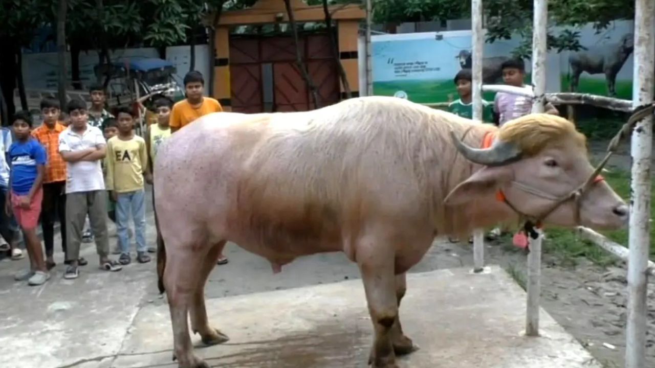 ঢাকার হাটে যাচ্ছে নারায়ণগঞ্জের ‘ডোনাল্ড ট্রাম্প’