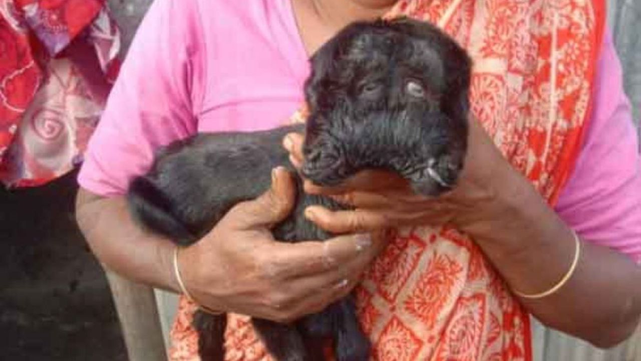 তারাগঞ্জে দুই মাথা ও চার চোখের ছাগলছানা