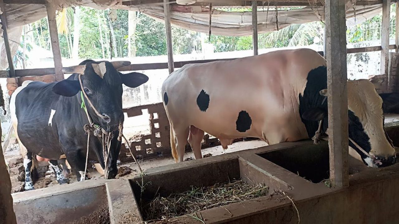 চাঁদপুরে নজর কাড়ছে বিশালাকৃতির রাজাবাবু ও হামানকর্দ্দির কিং