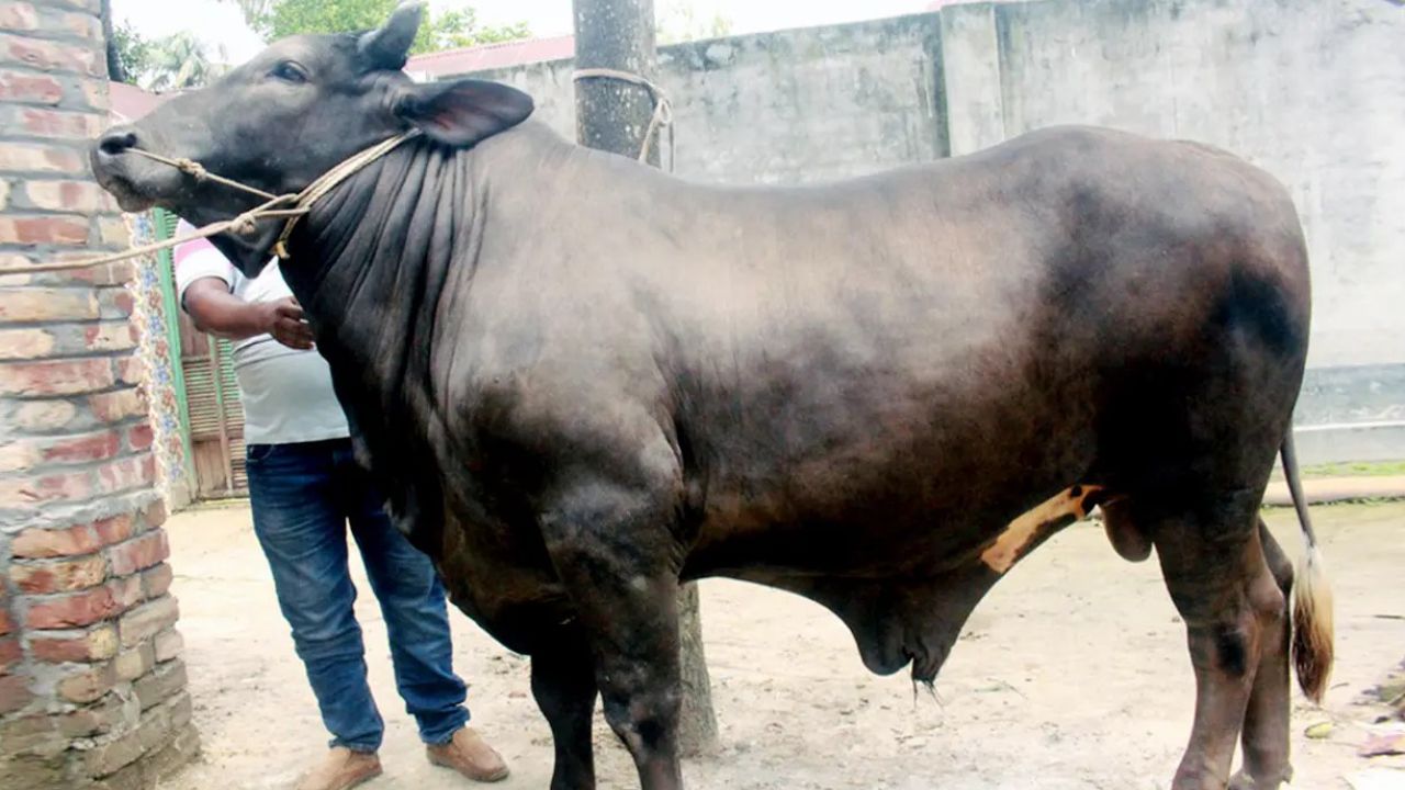 ১২ লাখ টাকার ‘দিনাজপুরের সম্রাট’ দেখতে মানুষের ঢল