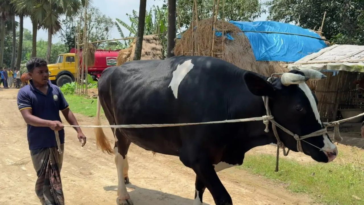 বিরামপুরে কোরবানির হাটের আকর্ষণ ১,২০০ কেজির ‘মহারাজা’, দাম ২০ লাখ