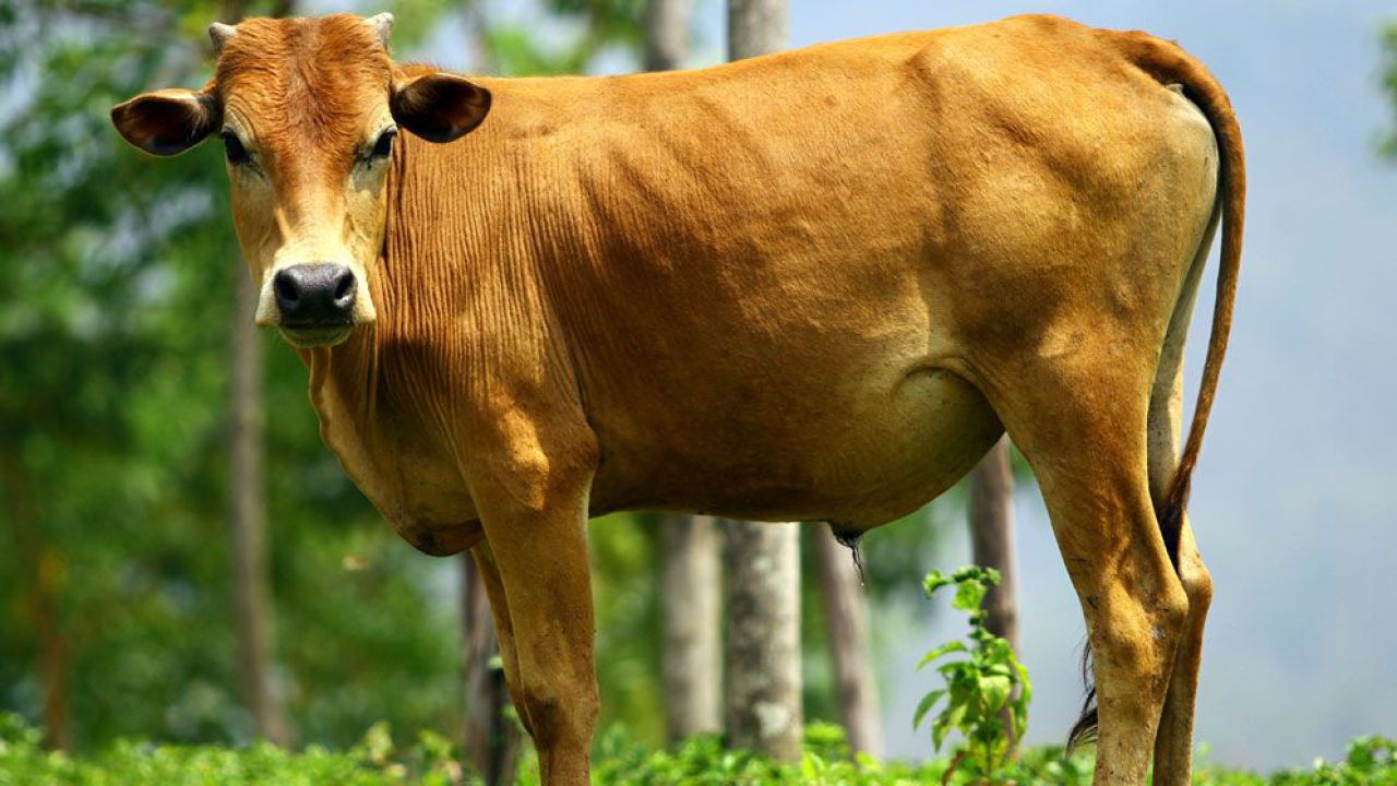 মৃত ব্যক্তির নামে কুরবানি করা এবং এর গোশত বন্টনের নিয়ম