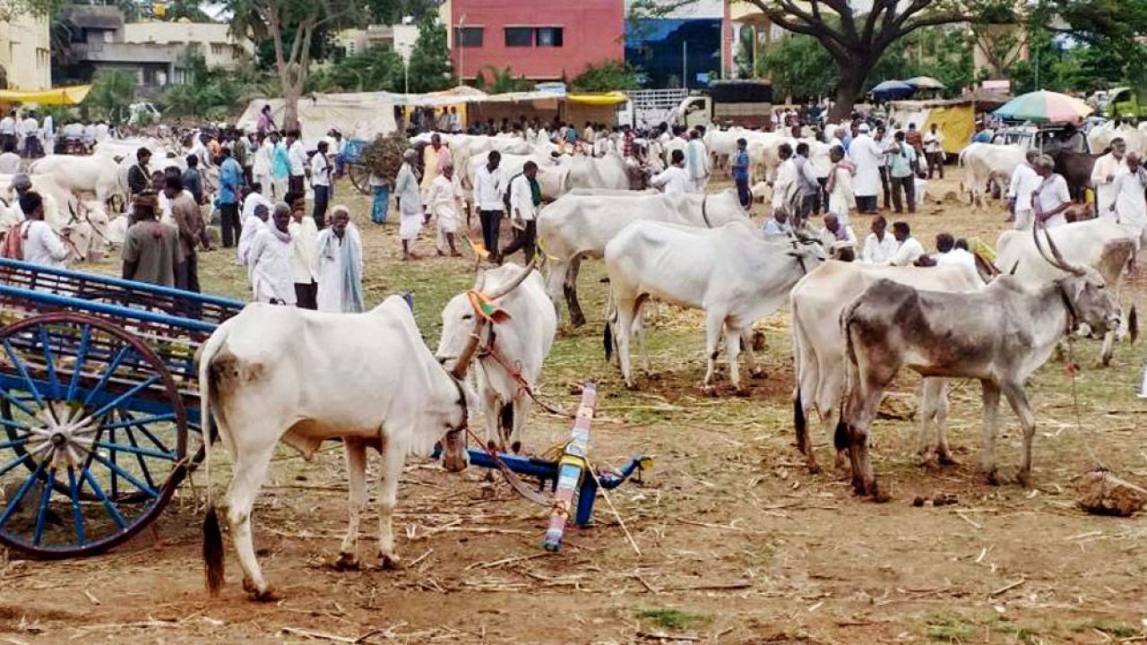 কুরবানির কড়াকড়িতে পশ্চিমবঙ্গে হিন্দু খামারিদের হাহাকার
