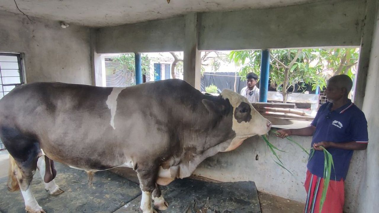 কুরবানির হাটের আকর্ষণ এক হাজার তিনশত কেজির ‘নেইমার’