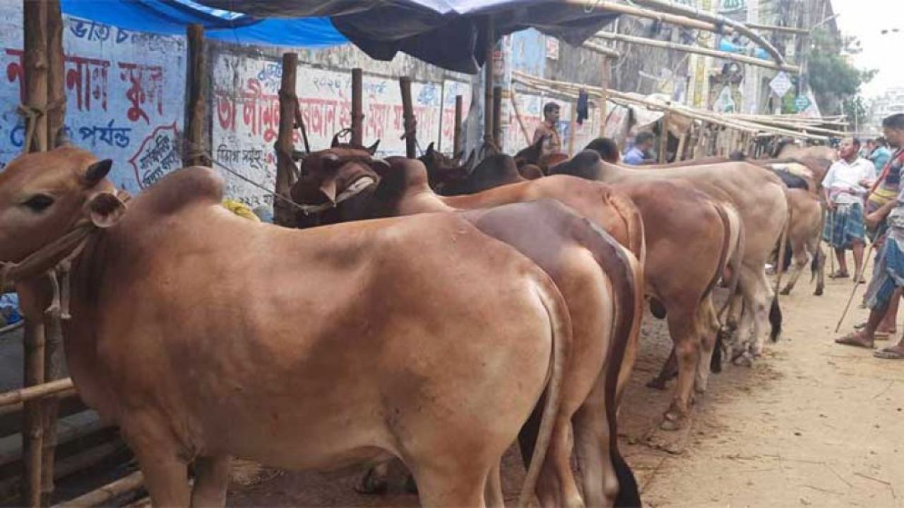 হাটের বাইরে পশু রাখলে ইজারাদারের বিরুদ্ধে ব্যবস্থা