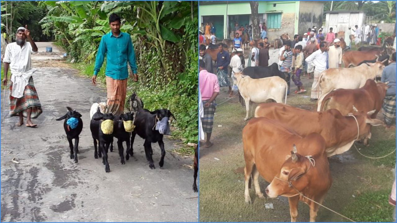 কুরবানির জন্য প্রস্তুত চরফ্যাশনের ২৫ হাজার পশু