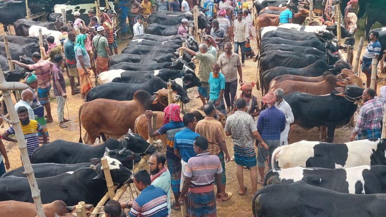 পাইকারশূন্য সাতমাইল পশুর হাট