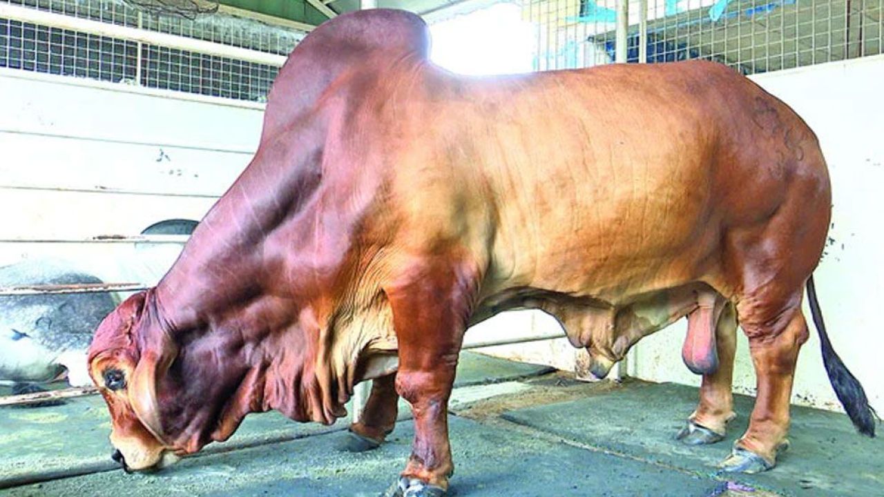 কুরবানির পশুর নাম ‘ট্রাম্প’ বা ‘মোদি’ রাখা কি জায়েজ? জানুন ইসলামের স্পষ্ট বিধান