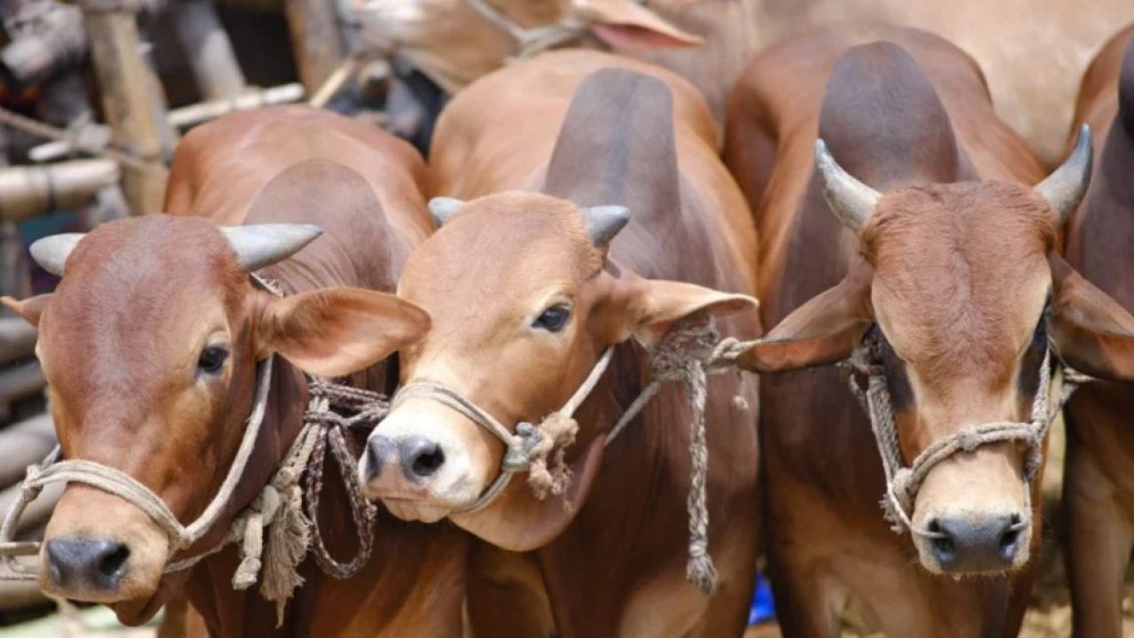 গরু কোরবানি ইসলামের বাধ্যতামূলক অংশ নয়: কলকাতা হাইকোর্ট
