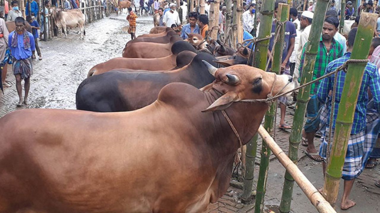 কুরবানির পশু কেনার আগে জরুরি কিছু ধর্মীয় নির্দেশনা