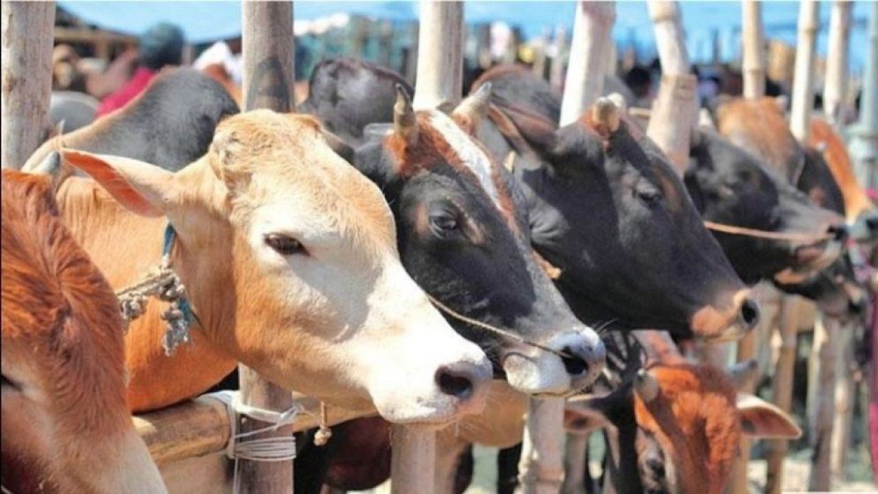 সুস্থ কুরবানির গরু চেনার সহজ উপায়
