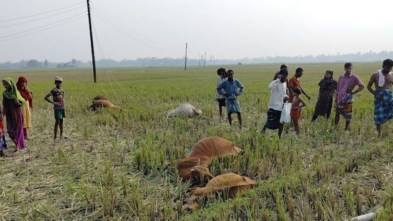 বাঁশের খুঁটি ভেঙে তারে জড়িয়ে ৫ গরুর মৃত্যু