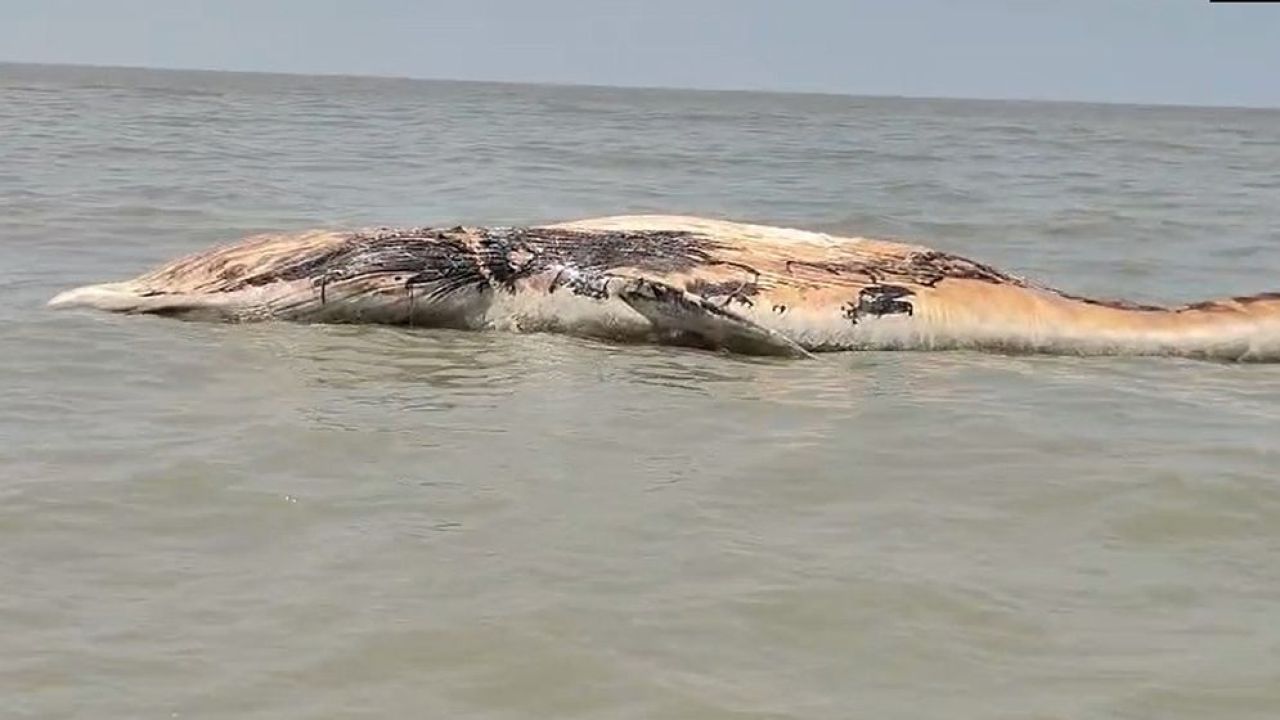 কুয়াকাটা সৈকতে ভেসে এলো বিশাল মৃত তিমি