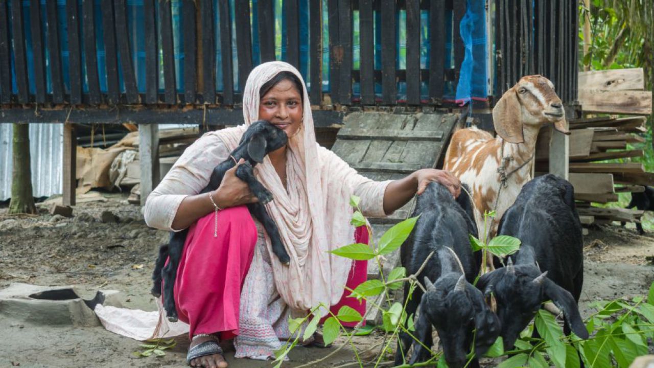 ছাগল পালনে আনোয়ারার অভাবনীয় সাফল্য, অনুপ্রাণিত চরফ্যাশনের হাজারো নারী